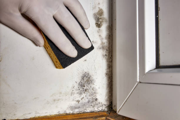 Best Black Mold Removal  in Winfield, TN